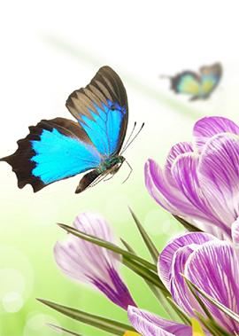 «Мир бабочек»