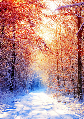 «Новогодние приключения в зимнем лесу»