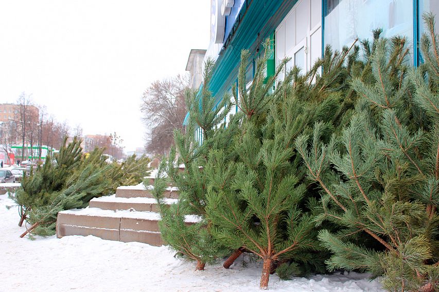 В Железногорске начали продавать новогодние елки. Где купить, сколько стоят и как выбрать