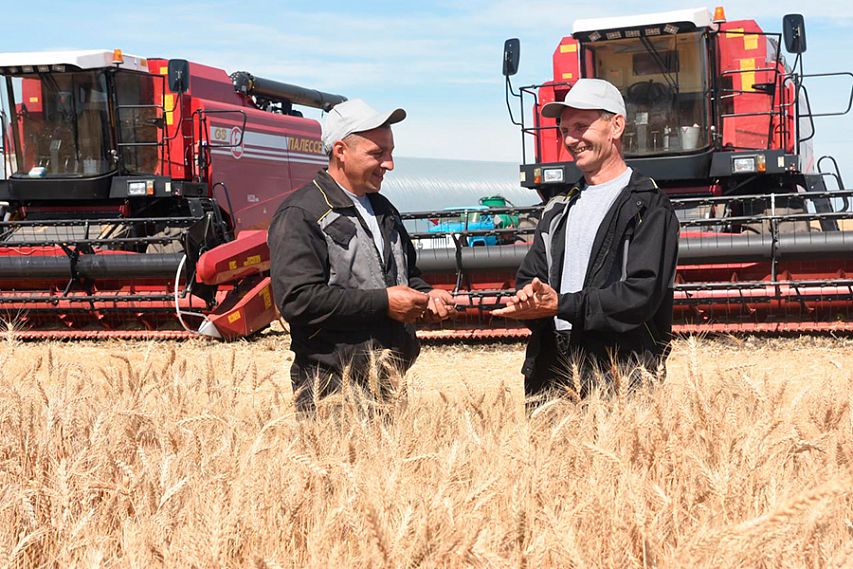 Хлеборобы Курской области приступили к уборке зерновых