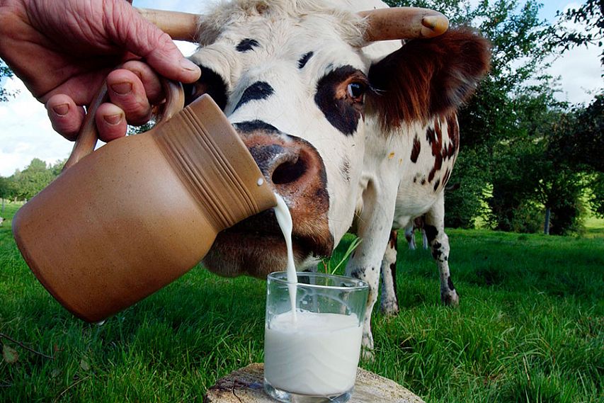 Какое молоко лучше? ﻿В Курске прошел смотр-конкурс качества молока