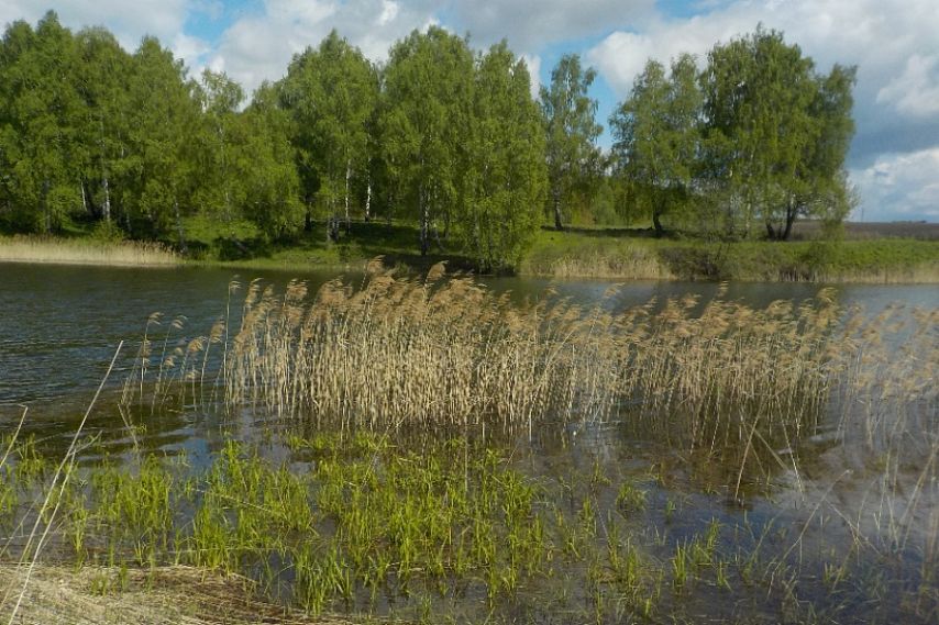 На водоёмах Курской области начался нерест 