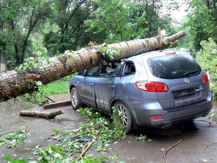 Советы Zhel.City: если на автомобиль упало дерево