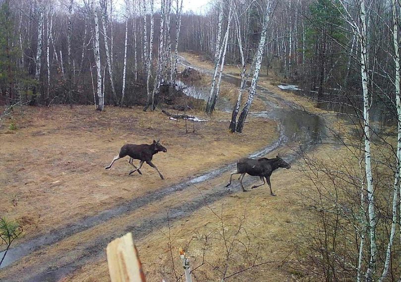 В Железногорском районе в объектив охотоведа попала пара лосей