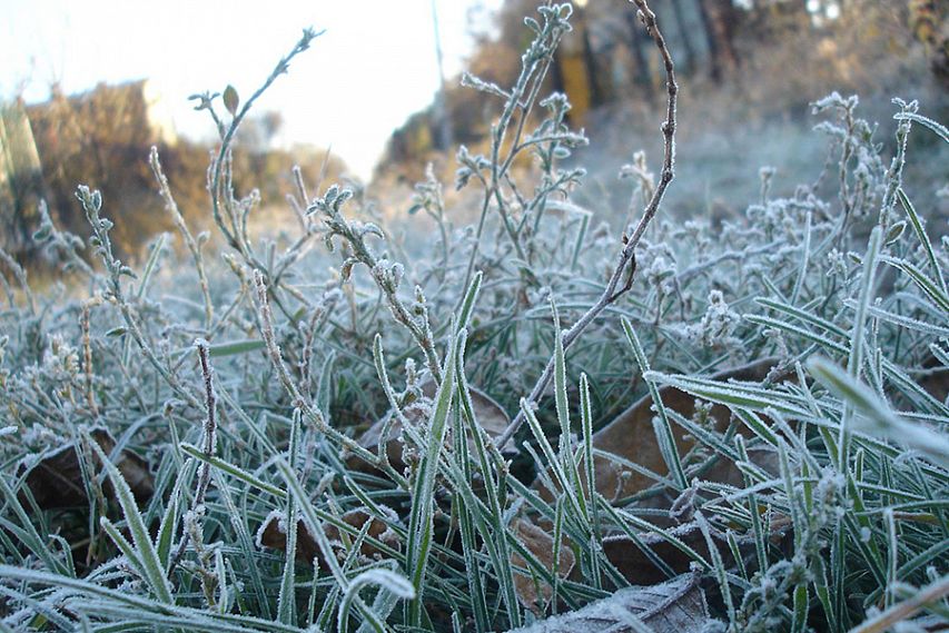 «Черёмуховые» заморозки затянулись: в Железногорске к вечеру ещё сильнее похолодает