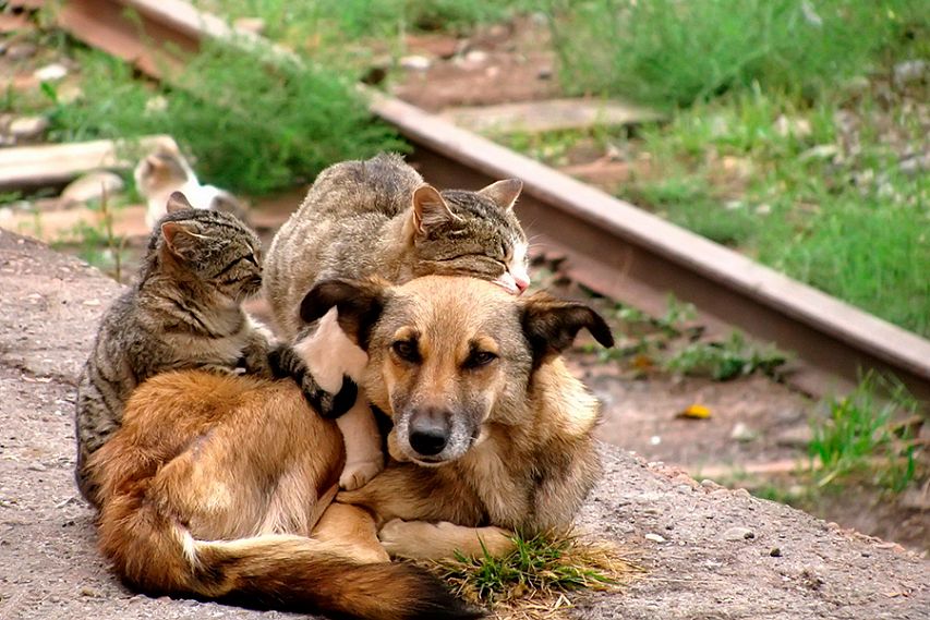 Не все бездомные животные подлежат эвтаназии