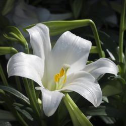 white-flower-daytime.jpg