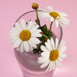 still-life-daisy-flowers.jpg