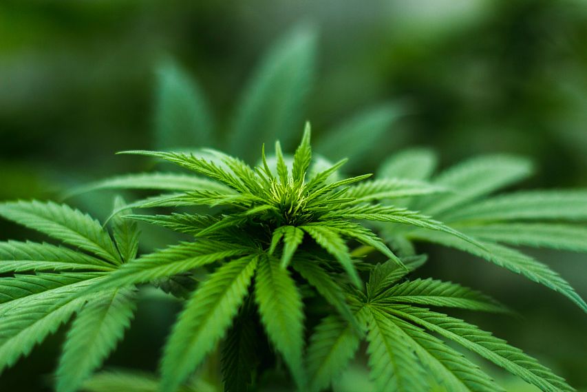 В Железногорском районе полицейские изъяли более двух килограммов марихуаны 