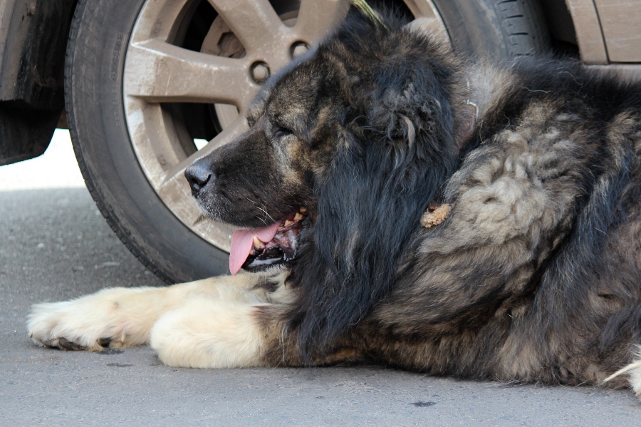 Железногорка получила 100 тысяч рублей компенсации за укусы собаки