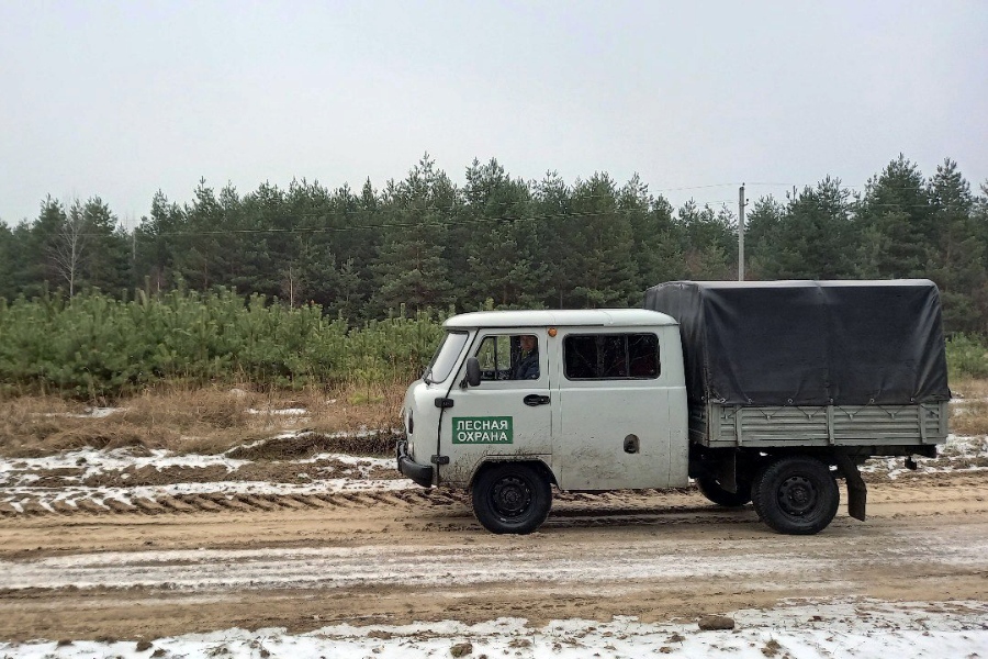 В Курской области за незаконную вырубку одного хвойного дерева браконьер заплатит около 7 тысяч рублей