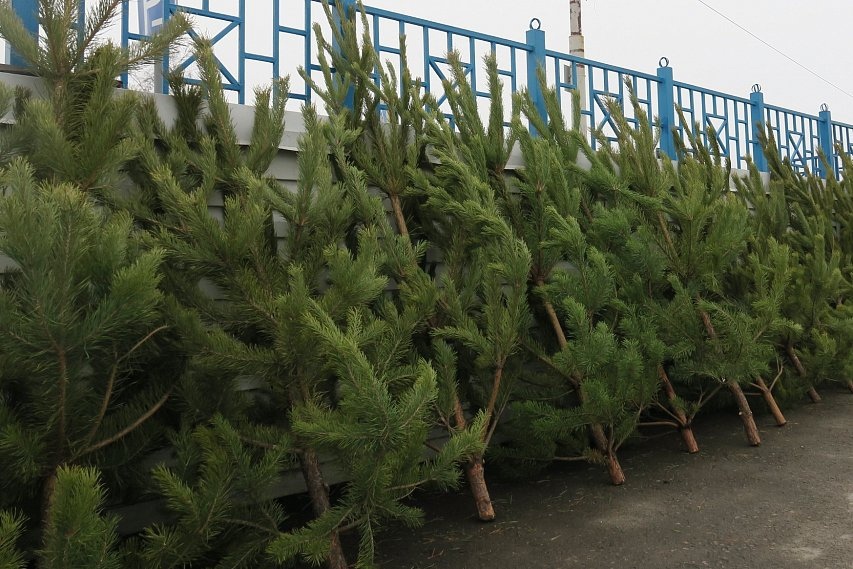 Где в Железногорске будут продавать новогодние ели и сосны