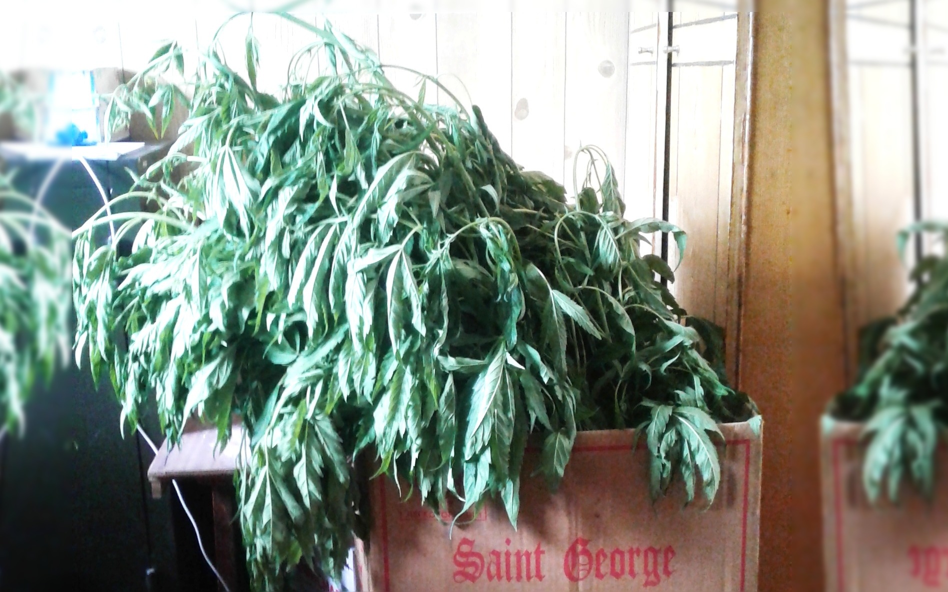 Акция посади дерево. Куст марихуаны. Можжевельник хорстманн. Куст конопли в горшке. Стриженные кустарники.