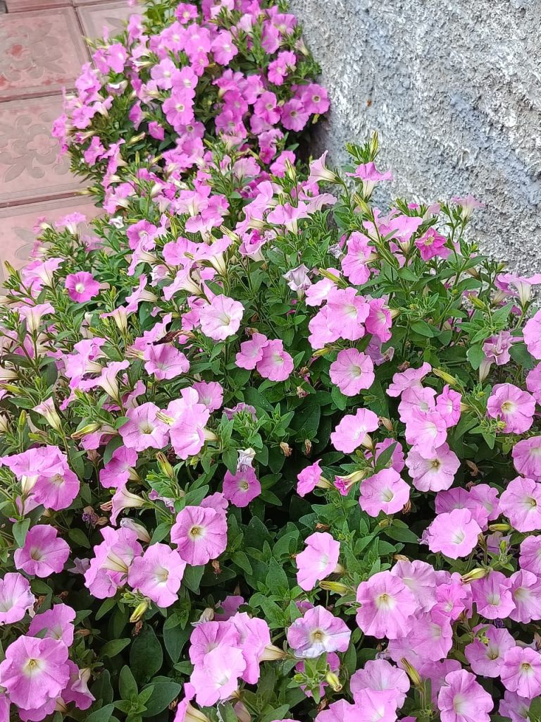 Изображение WhatsApp 2025-08-07 в 17.47.11_ada5447a.jpg