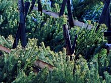 В Железногорске с 19 декабря откроются ёлочные базары