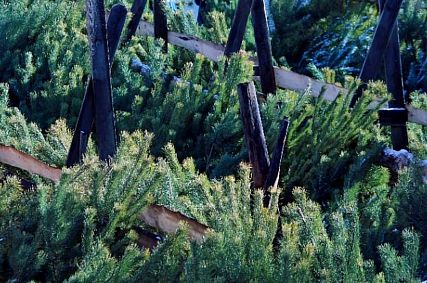 В Железногорске с 19 декабря откроются ёлочные базары