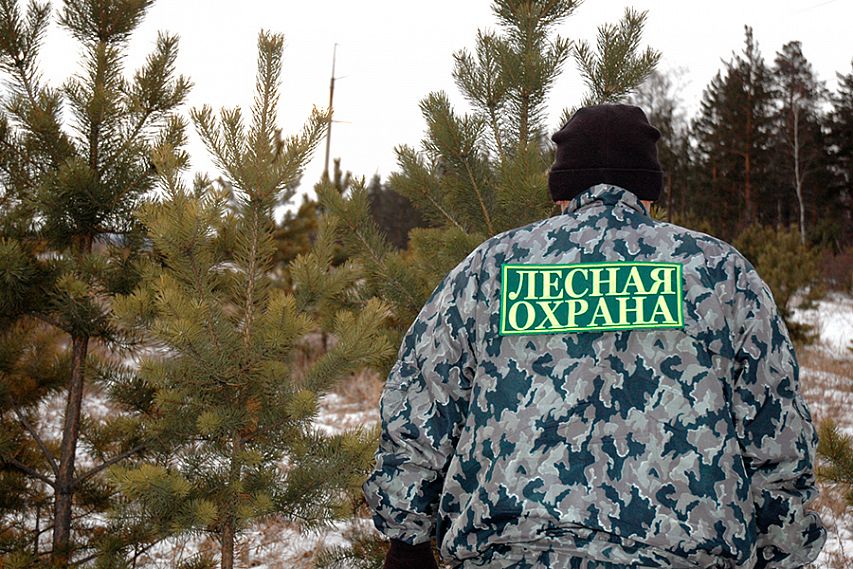 Операция «Ёлка». В Курской области стартовал месячник по охране хвойных лесов от незаконных рубок