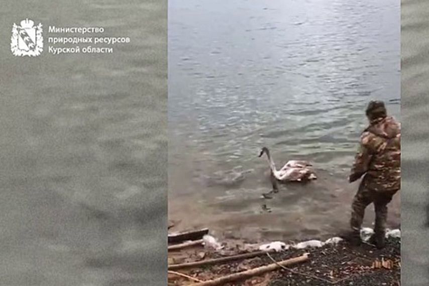 В Железногорском районе спасли молодого лебедя