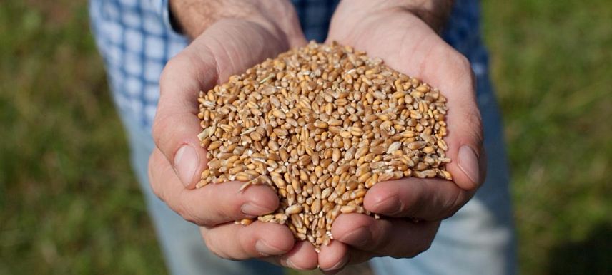 Курские земледельцы собрали с полей свыше 3 миллионов тонн зерна