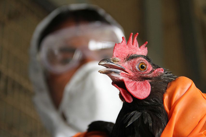 В Железногорском районе зафиксированы случаи заболевания птичьим гриппом