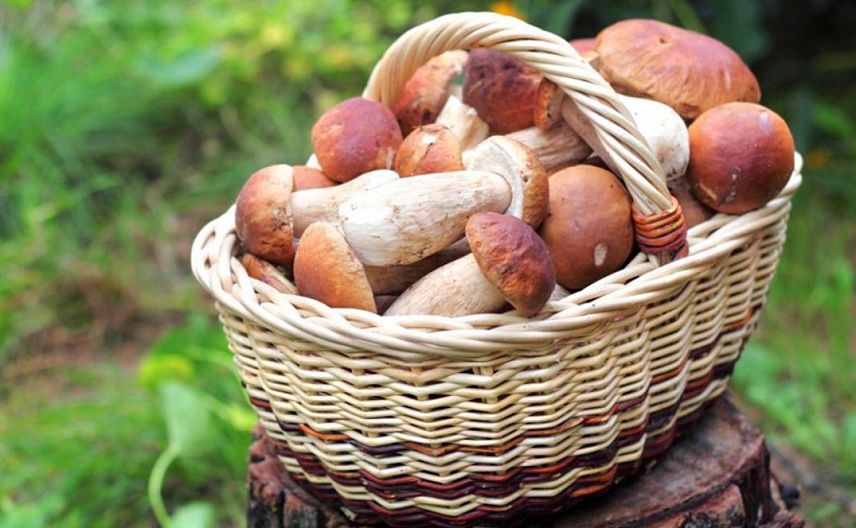 В Курской области шестнадцать человек отравились грибами