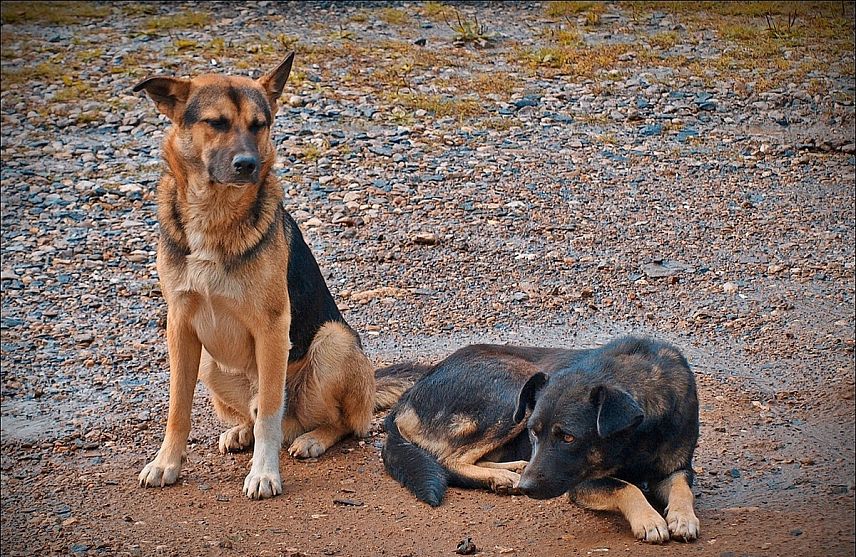 «Бродячая» проблема: железногорцы жалуются на бездомных собак
