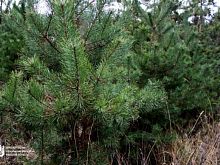 В Железногорском районе двое арендаторов разрабатывали лесные участки без проектов освоения 