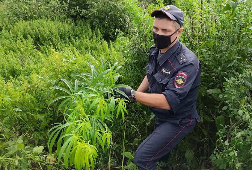 У железногорцев изъяли около 2,5 кг марихуаны