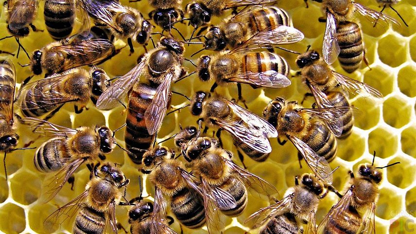 В Курской области массово гибнут пчелы