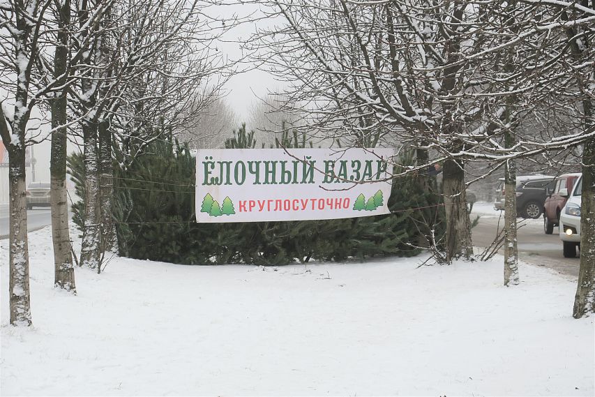 В Железногорске начали продавать новогодние ели