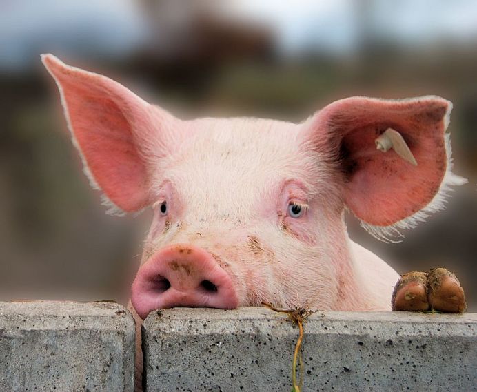 В Курской области введен карантин по вирусу африканской чумы свиней