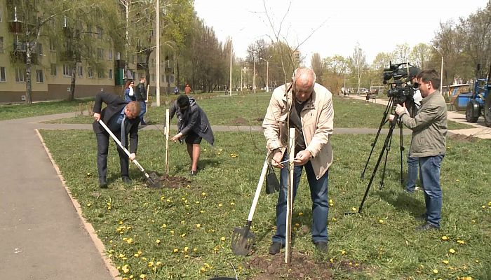 Депутаты городской Думы высадили кленовую аллею