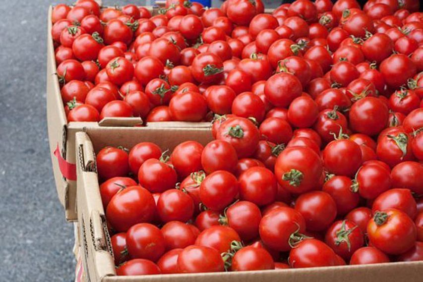 Турецкие помидоры могут вернуться в Россию в этом году