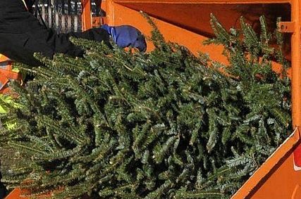 В Железногорске новогодние ёлки отправят на переработку  