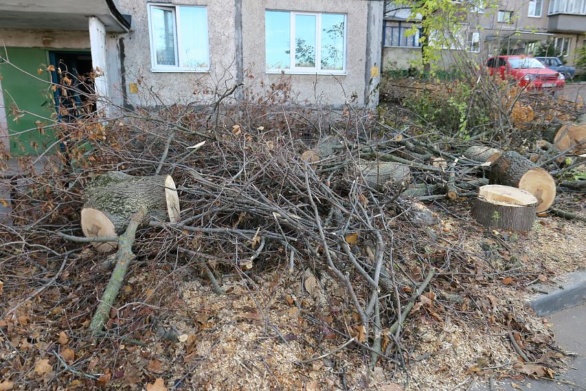 В листьях и ветках: в Железногорске снова проблема с вывозом растительного мусора