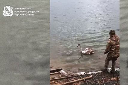 В Железногорском районе спасли молодого лебедя