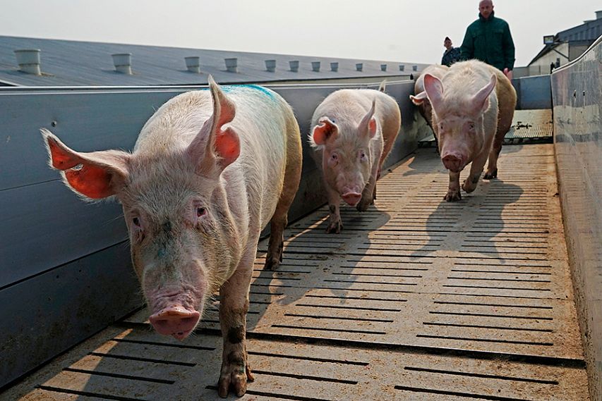 В Курской области выявлено четыре очага африканской чумы свиней