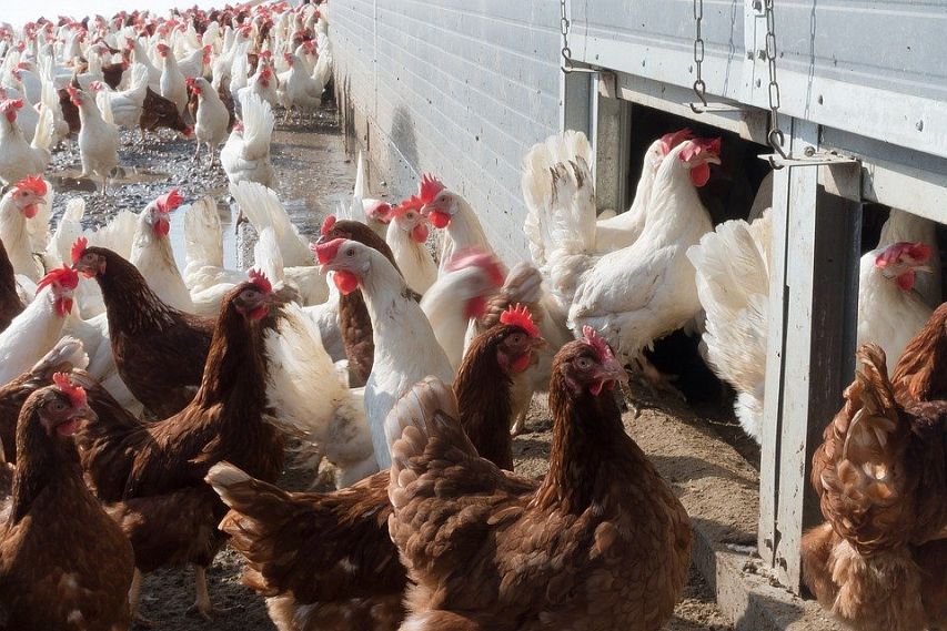 В Железногорском районе оштрафовали птицефабрику