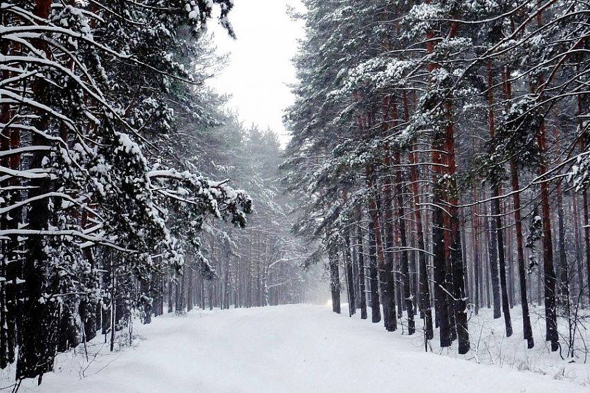В Железногорском районе пытались присвоить десятки тысяч кв.метров государственного леса