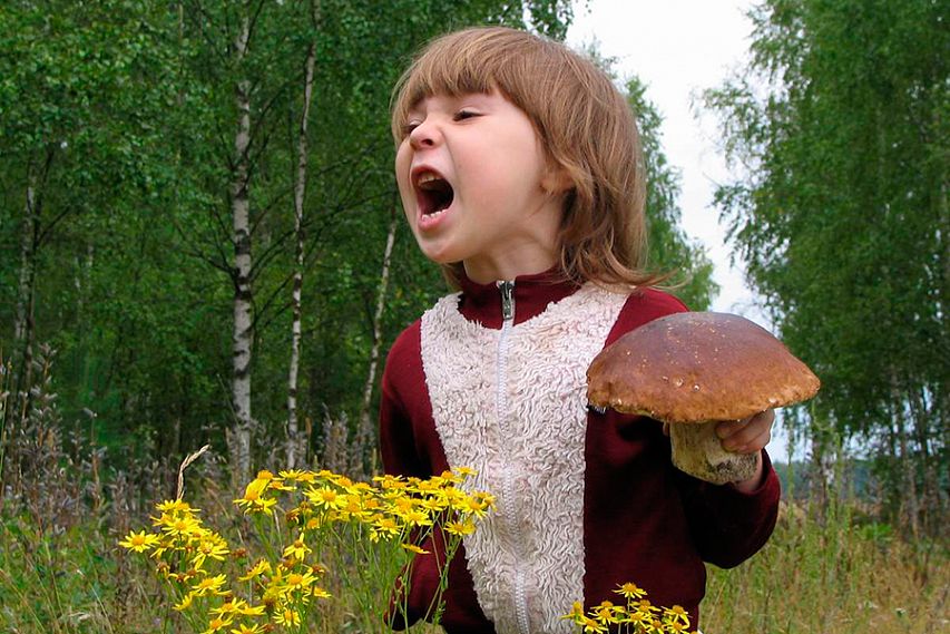 За выходные в Курской области отравились грибами 12 человек