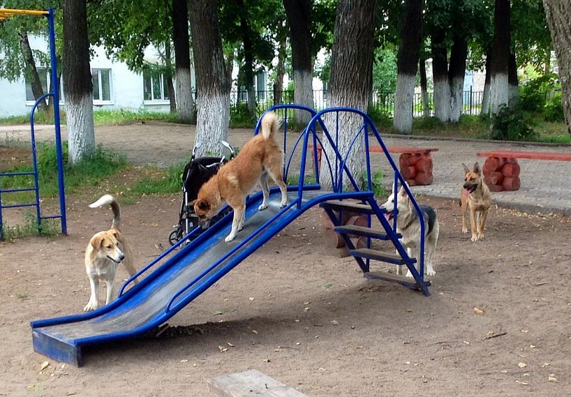 Администрация Железногорска заплатит почти 60 тысяч рублей семье, пострадавшей от нападения бродячих собак