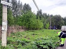 Под Железногорском ликвидировали заросли борщевика