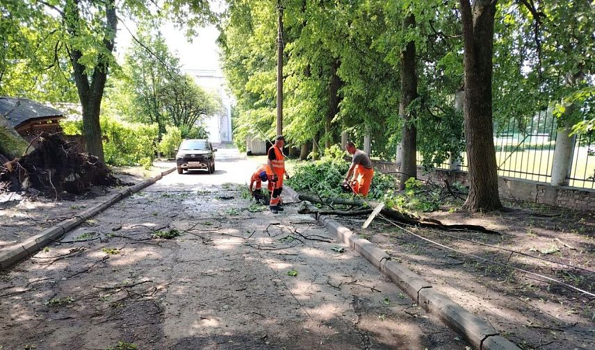 Вырванные во время урагана деревья осенью заменят новыми
