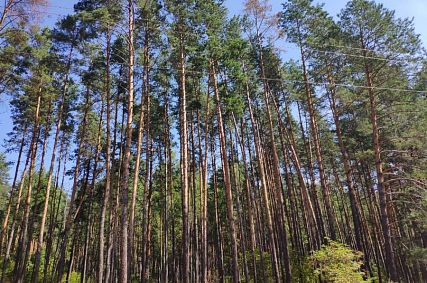 В Курской области продлили ограничение на посещение лесов
