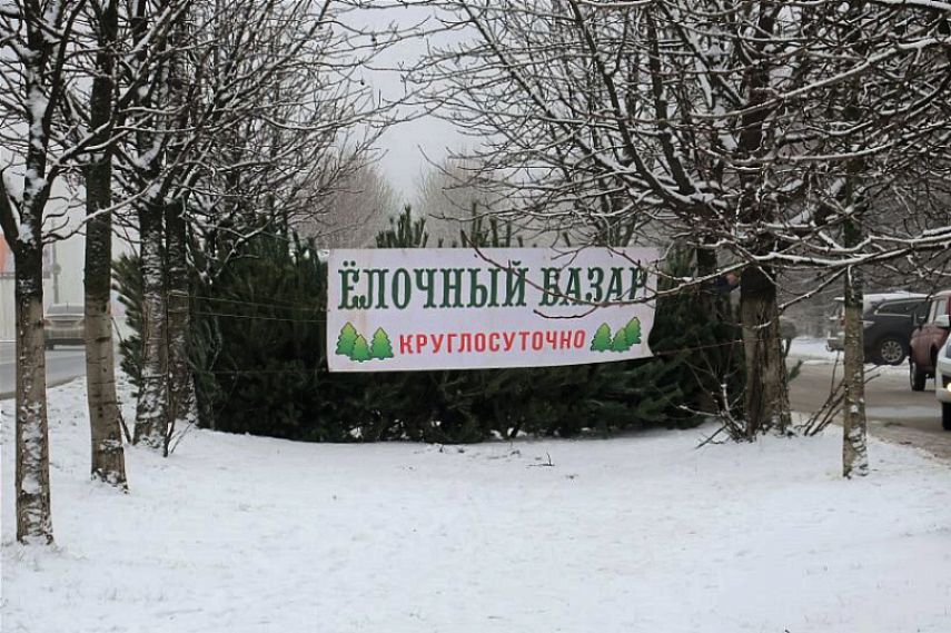 Ёлочные базары в Железногорске откроют 20 декабря 