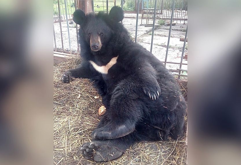 Дайджест событий Курской области: врачи спасли руку женщины, пострадавшей при нападении медведя