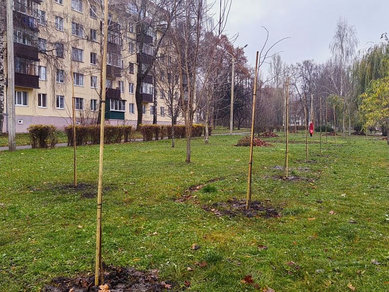 В Железногорске высадили 78 лип