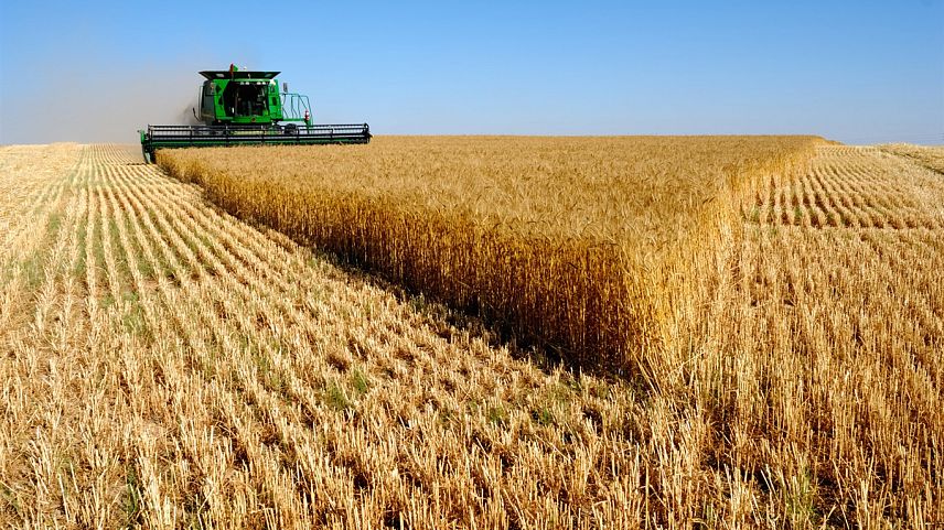 В Курской области приступили к уборке зерновых