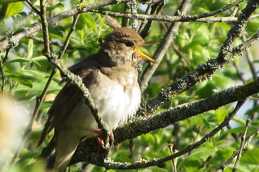 Железногорский район занял третье место по количеству отмеченных соловьёв