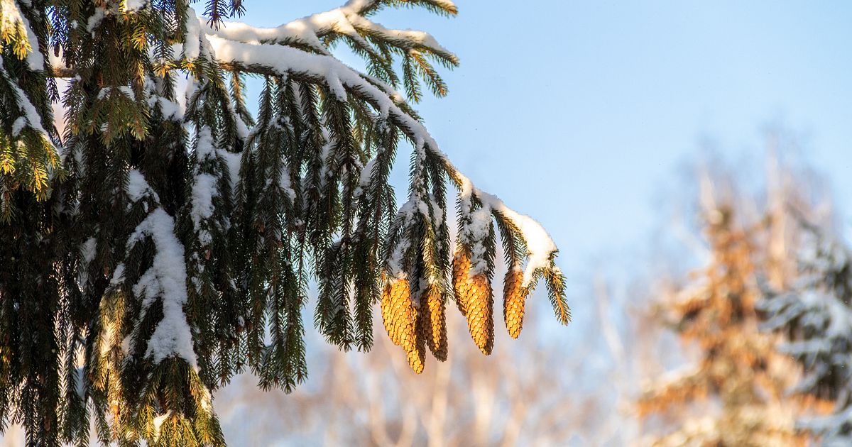 Первая неделя февраля. В Железногорске первый день весны будет снежным и слегка морозным..